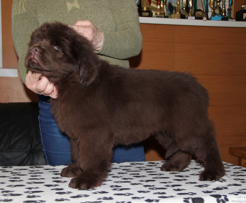 Фото: ньюфаундленд Ньюфорт Уитни Традиция Легенды