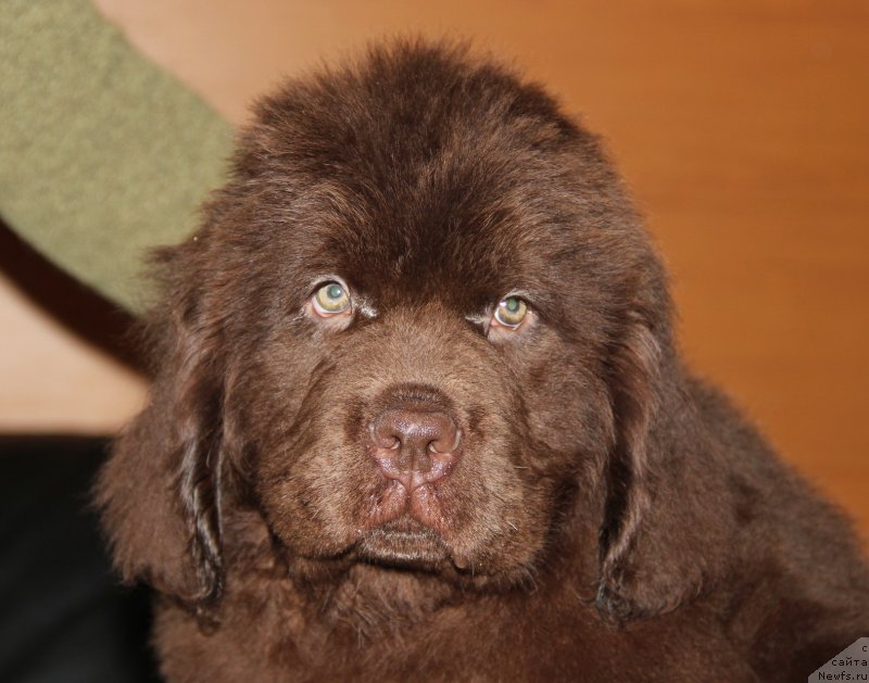 Фото: сын, ньюфаундленд Обуш Шед Янтарный Поцелуй