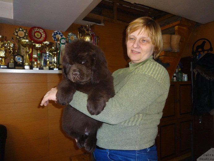 Фото: сын, ньюфаундленд Обуш Шед Янтарный Поцелуй, Светлана Панченко