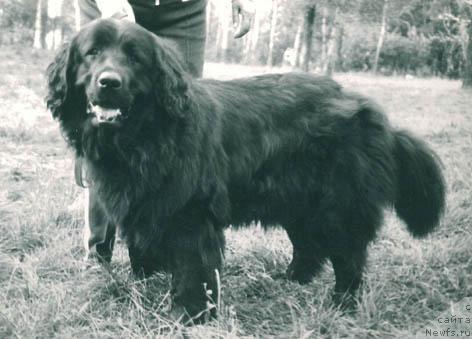 Фото: ньюфаундленд Гитсаг Тесси