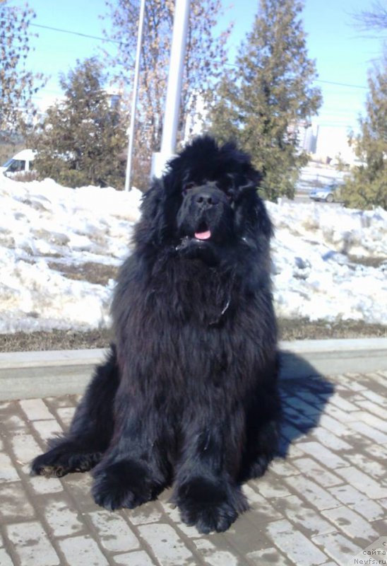 Фото: ньюфаундленд Ньюфорт Шум Прибоя