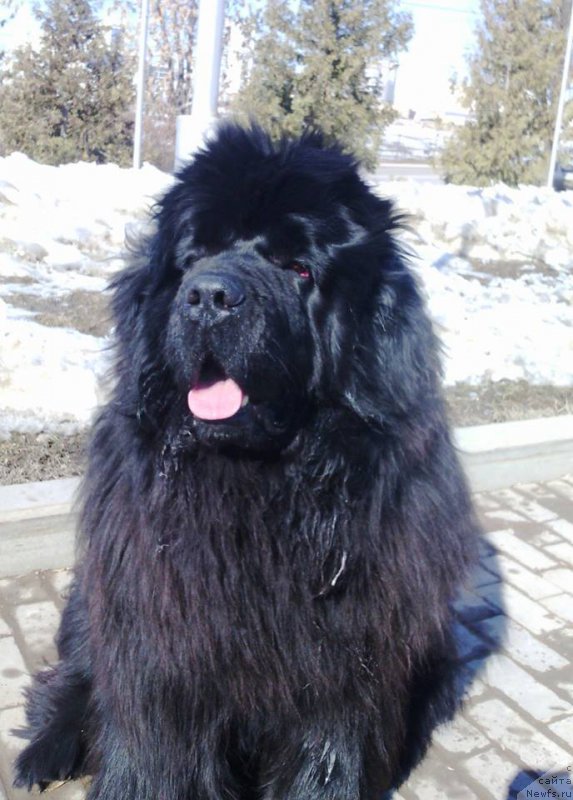 Фото: ньюфаундленд Ньюфорт Шум Прибоя