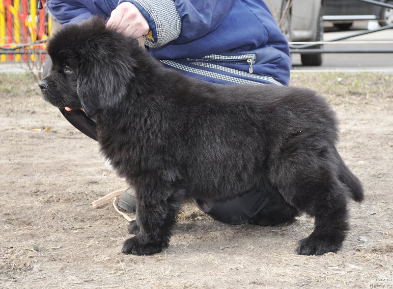 Фотография № 178216