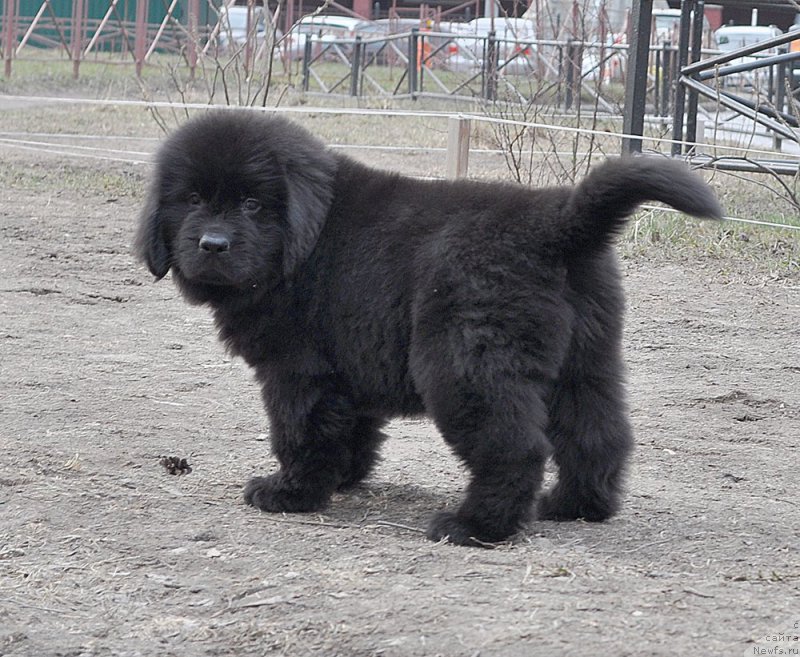 Фотография № 178217