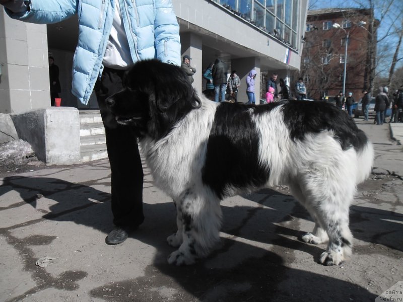 Фото: ньюфаундленд Варгас Де Ла Масса Армандо (Vargas de la Massa Armando)