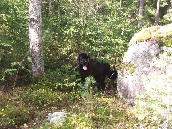 Фото: ньюфаундленд Плюшевая Панда Кинг Оф Хеллуланд (Plushevaya Panda King of Helluland)
