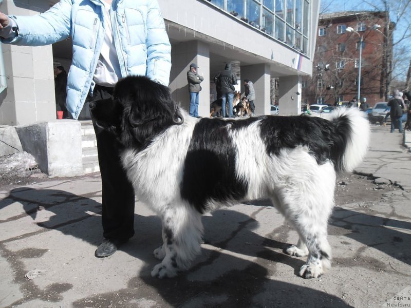 Фото: ньюфаундленд Варгас Де Ла Масса Армандо (Vargas de la Massa Armando)