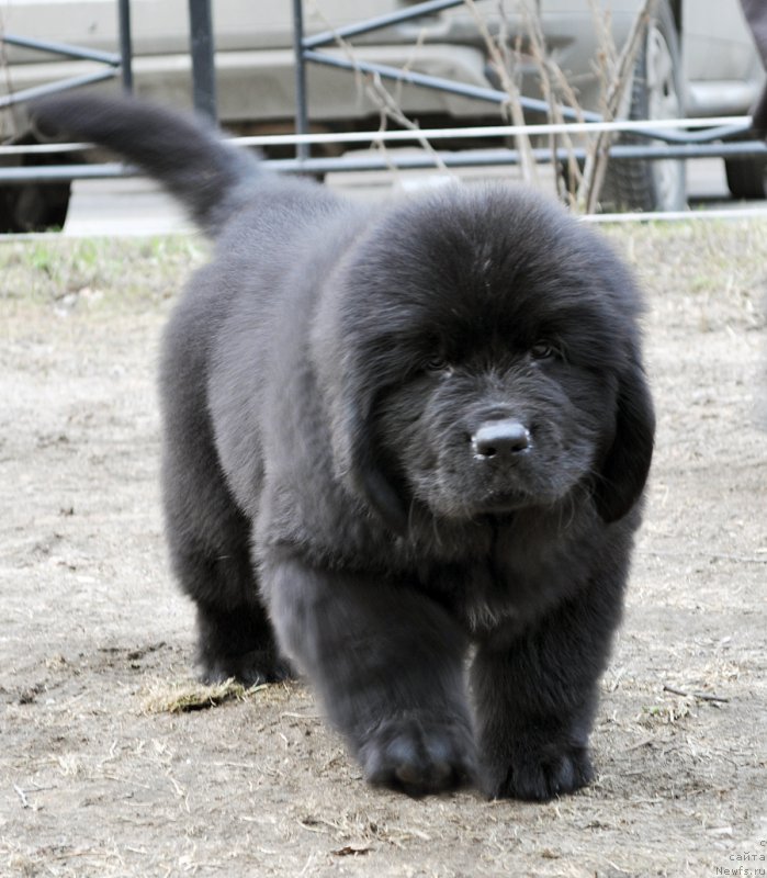 Фотография № 178233