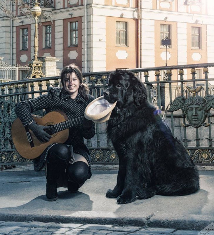 Фото: Екатерина Заславская, ньюфаундленд Смигар Ливерпульский Четвертак (Smigar Liverpulsiy Chetvertak)