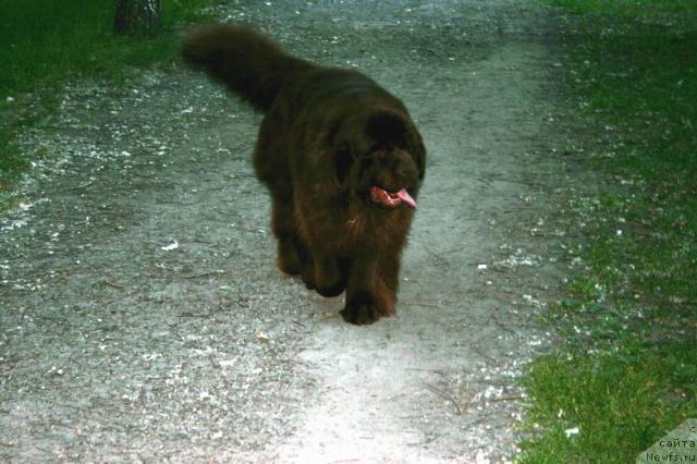 Фото: ньюфаундленд Супер Премиум Брабус