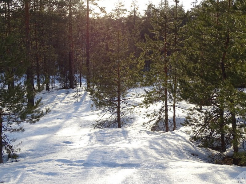 Фотография № 178241