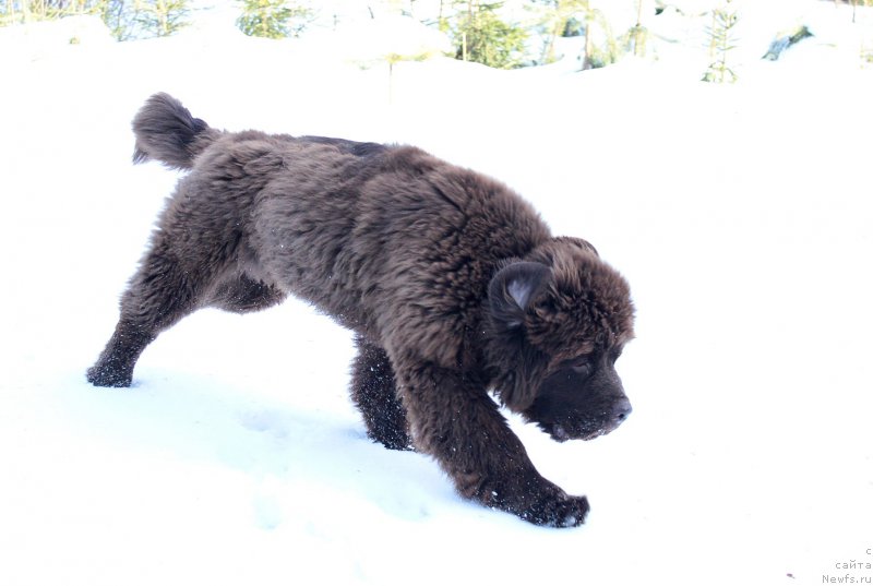 Фото: ньюфаундленд Наоми Таголири фор Браунблад (Naomi Tagoliri for Brouwnblood)