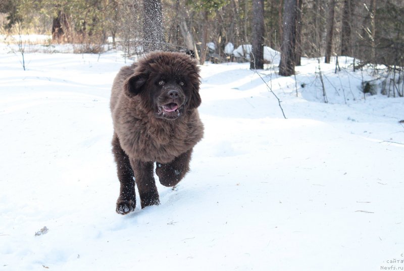 Фото: ньюфаундленд Наоми Таголири фор Браунблад (Naomi Tagoliri for Brouwnblood)