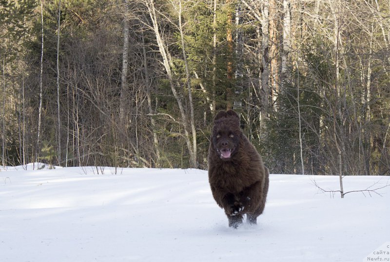 Фото: ньюфаундленд Наоми Таголири фор Браунблад (Naomi Tagoliri for Brouwnblood)