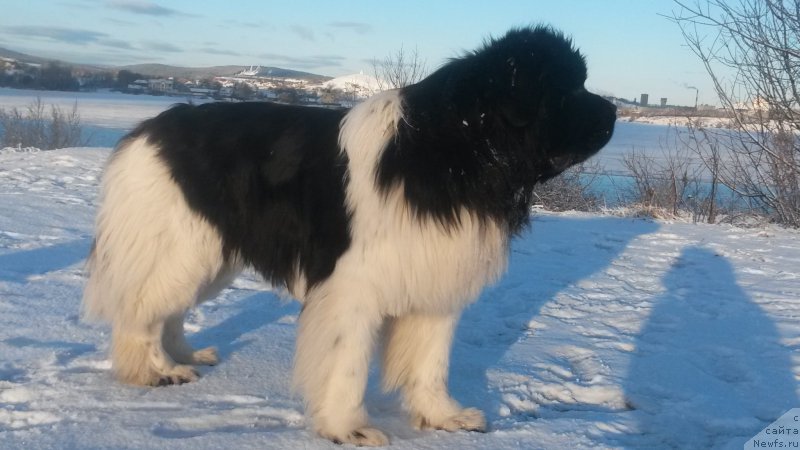 Фото: ньюфаундленд Аквиан Сонг Кроун Роял