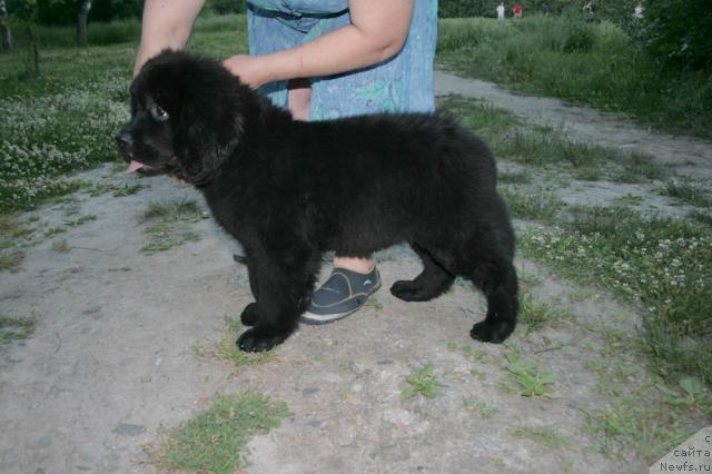 Фото: ньюфаундленд Бетти Блистательная Черная Леди