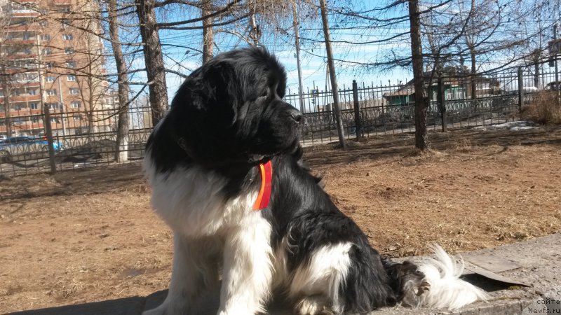 Фото: ньюфаундленд Аквиан Сонг Кроун Роял