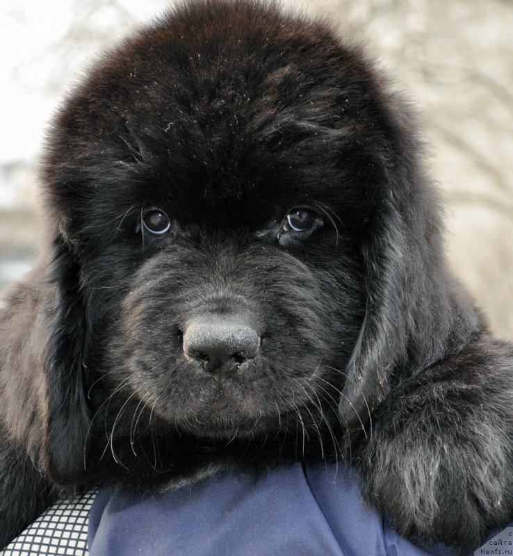 Фотография № 178263