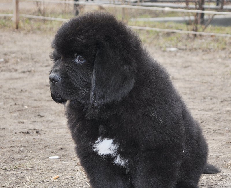 Фотография № 178265