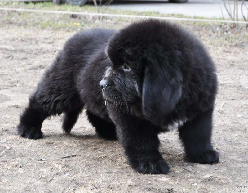 Фотография № 178266