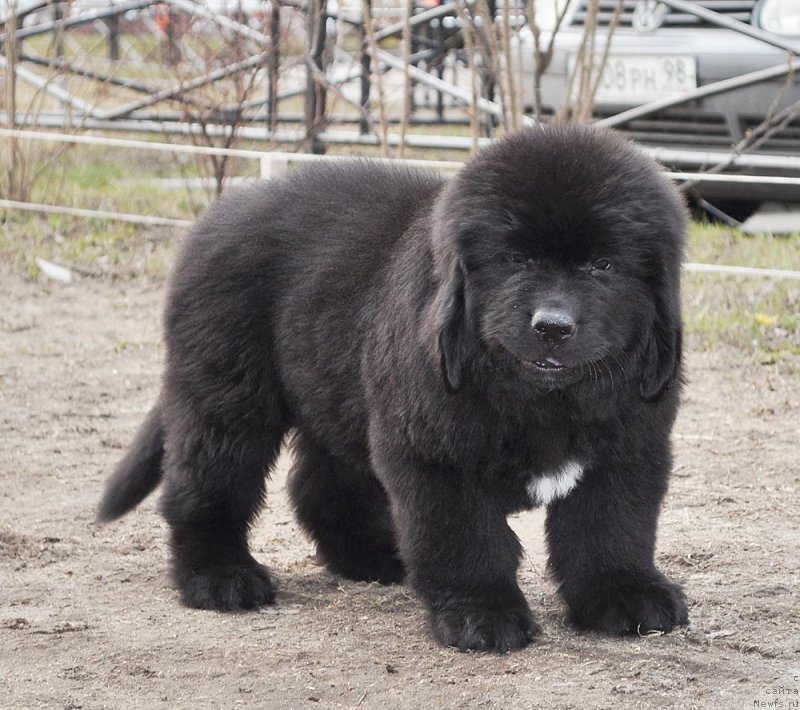 Фотография № 178269