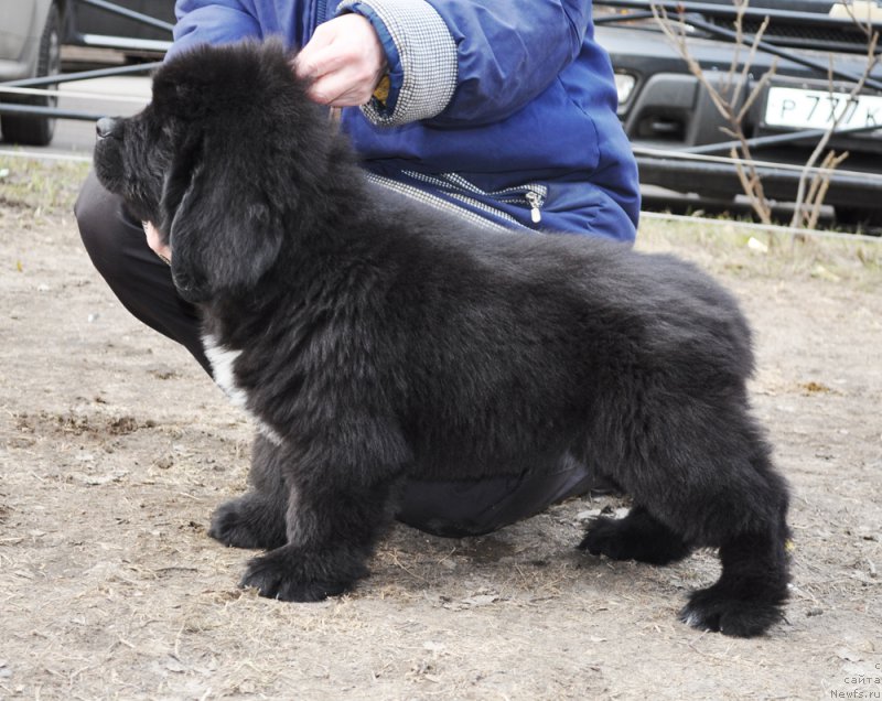 Фотография № 178270