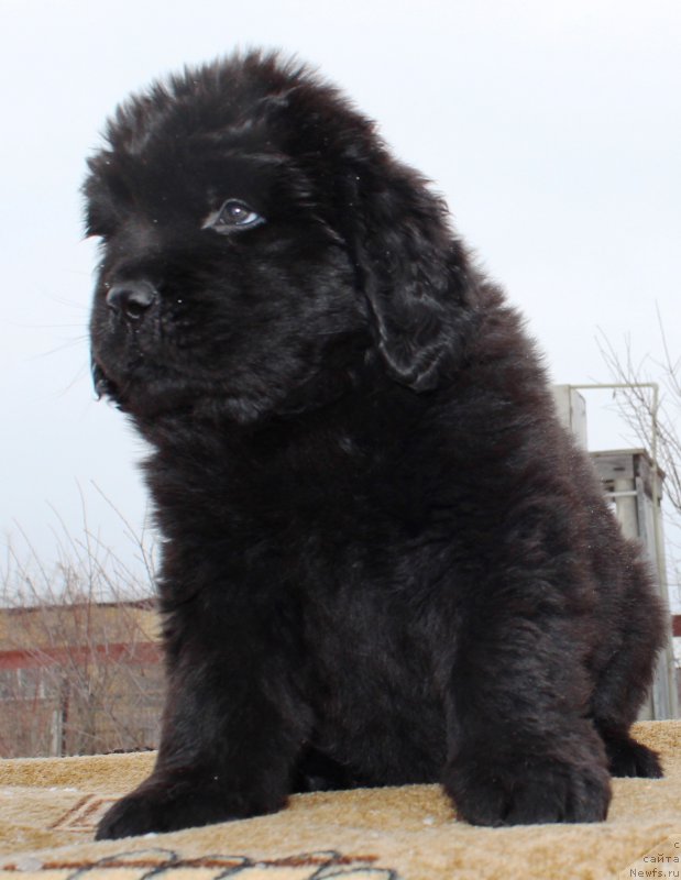 Фотография № 178291