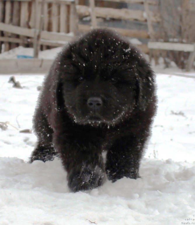 Фотография № 178293