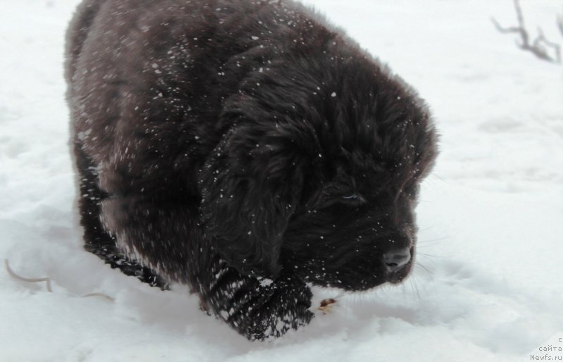 Фотография № 178294