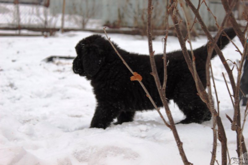 Фотография № 178297