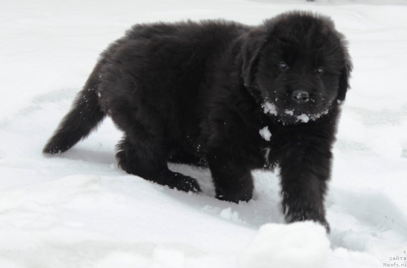 Фотография № 178298