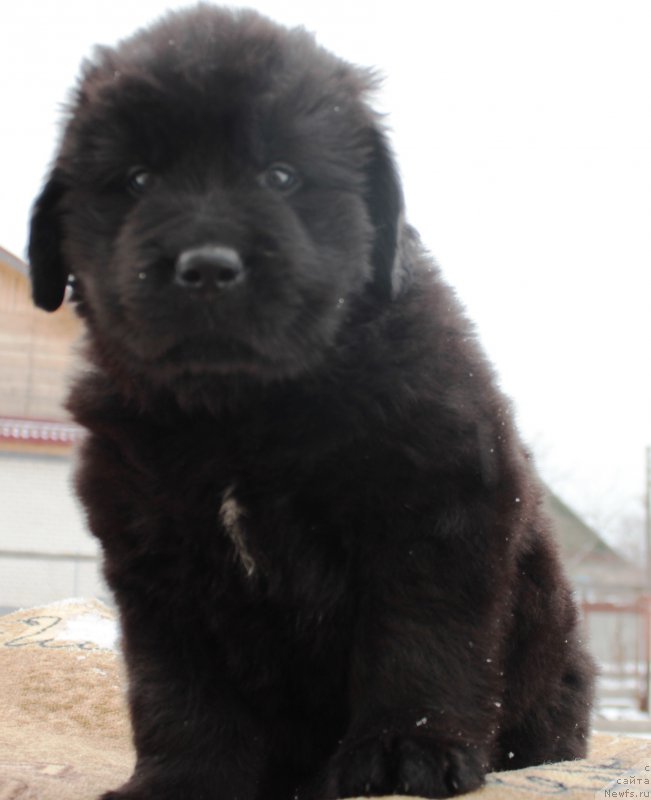 Фотография № 178302