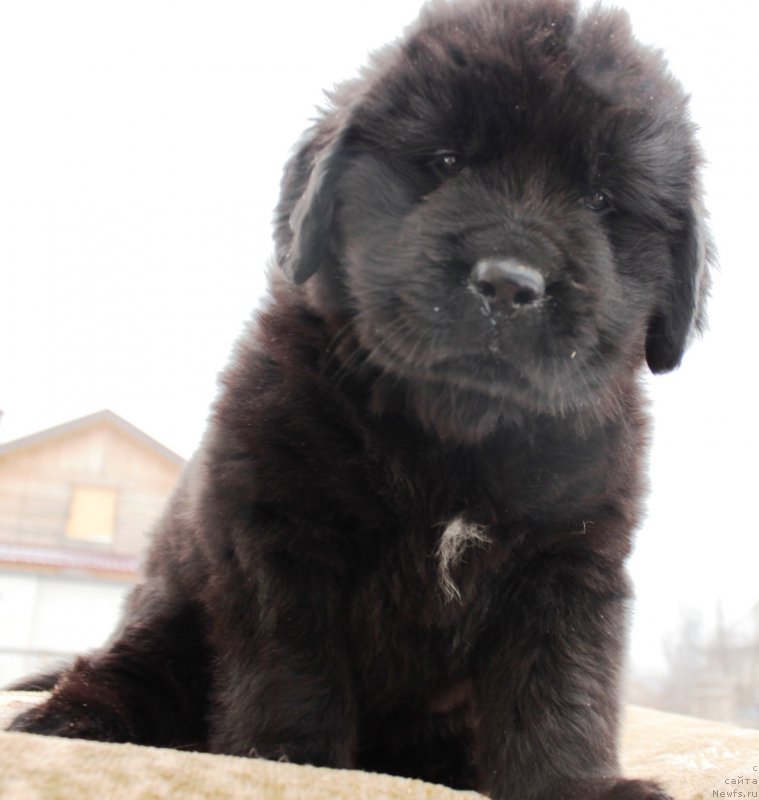 Фотография № 178303