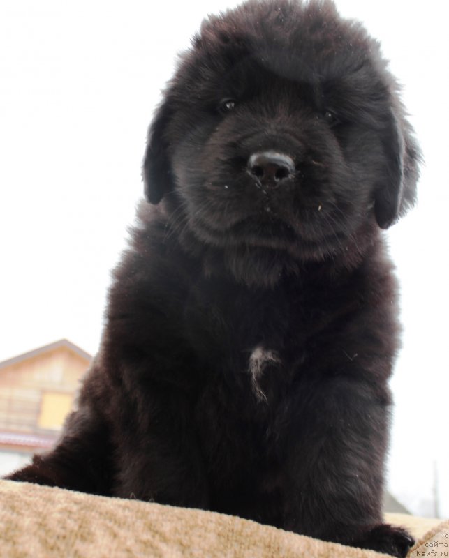 Фото: ньюфаундленд Цея Шик