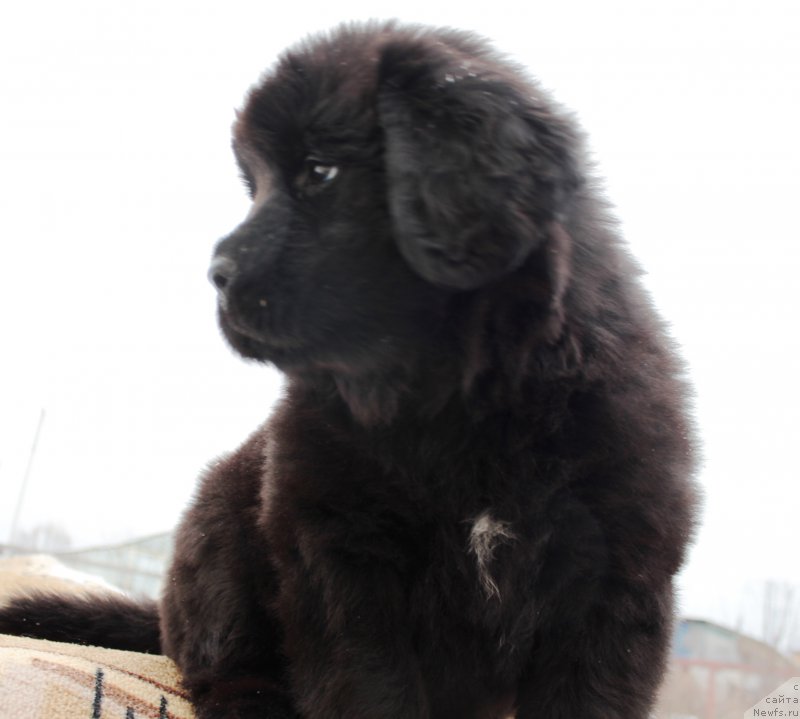 Фотография № 178305