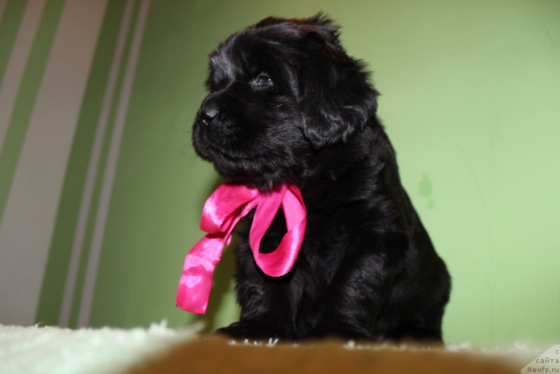 Фото: ньюфаундленд Целисия Краса