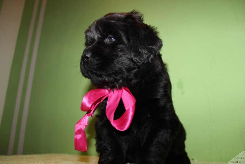 Фотография № 178309