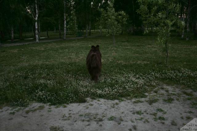 Фото: ньюфаундленд Супер Премиум Брабус