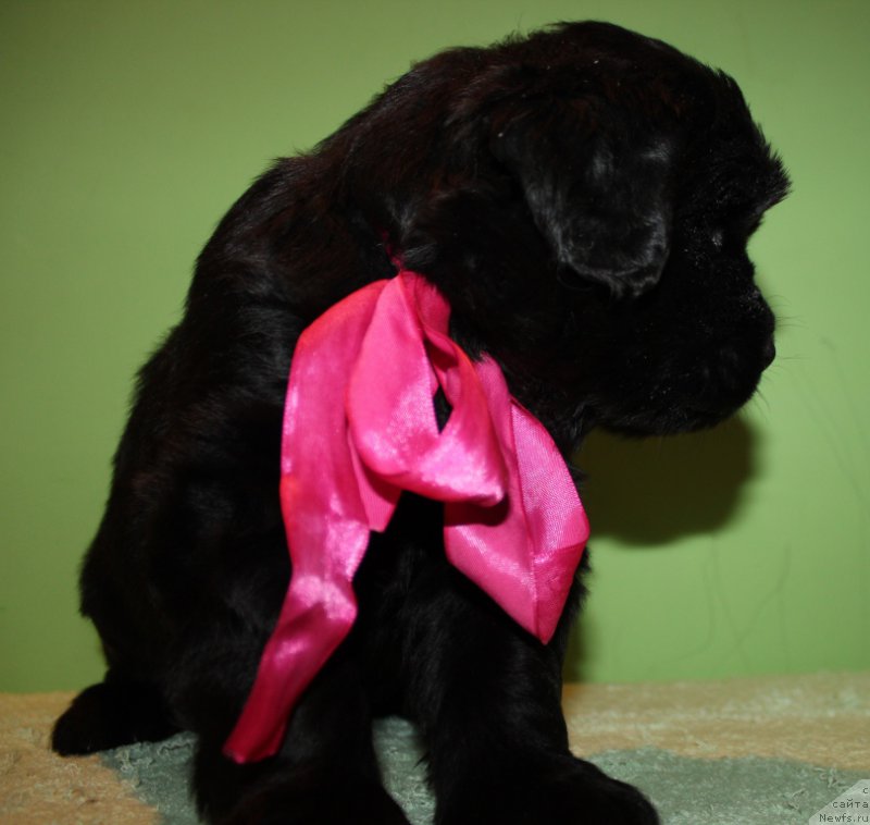 Фотография № 178310