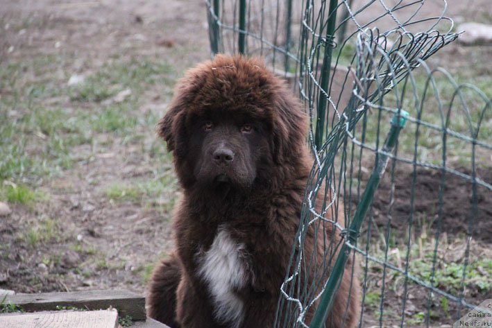 Фото: ньюфаундленд Госпожа Удача с Берега Дона (Gospozha Udacha s Berega Dona)