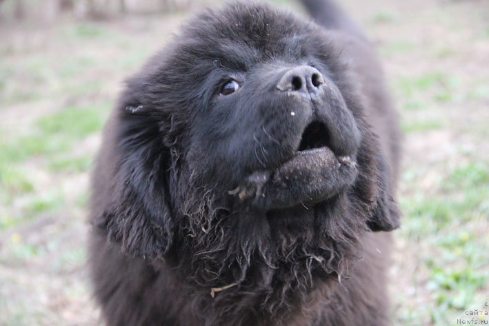 Фото: ньюфаундленд Гренадер с Берега Дона (Grenader s Berega Dona)