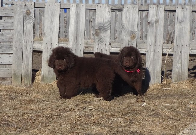 Фото: ньюфаундленд Ньюфорт Вивиан