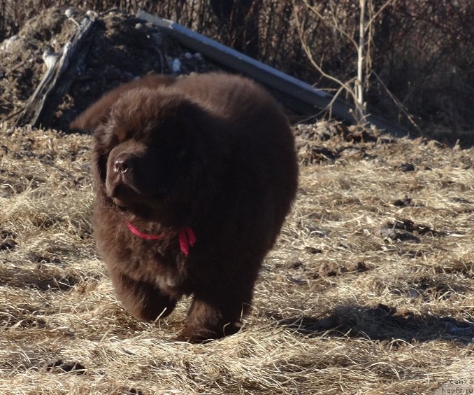 Фото: дочь, ньюфаундленд Ньюфорт Уитни Традиция Легенды