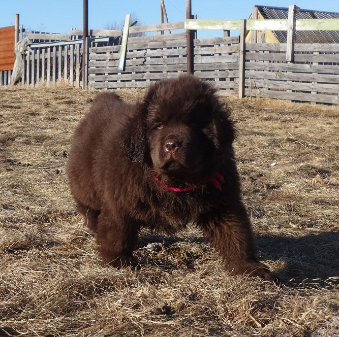 Фото: дочь, ньюфаундленд Ньюфорт Уитни Традиция Легенды