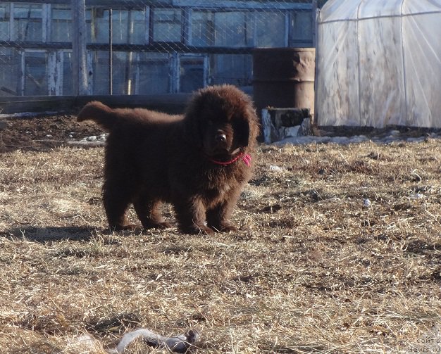 Фото: дочь, ньюфаундленд Ньюфорт Уитни Традиция Легенды