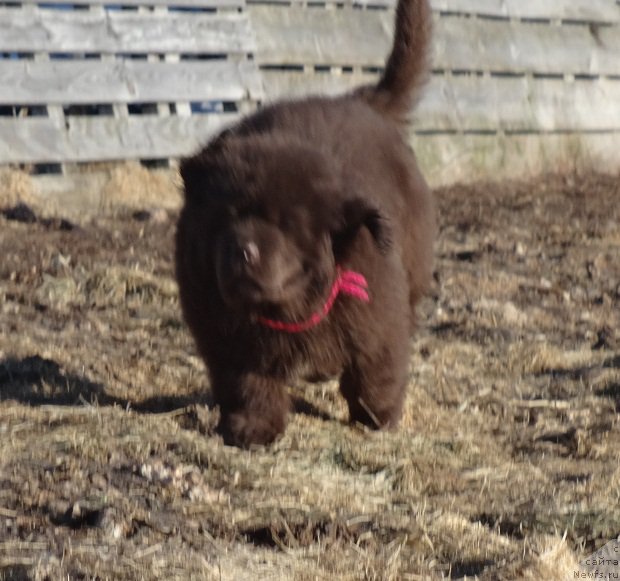 Фото: дочь, ньюфаундленд Ньюфорт Уитни Традиция Легенды