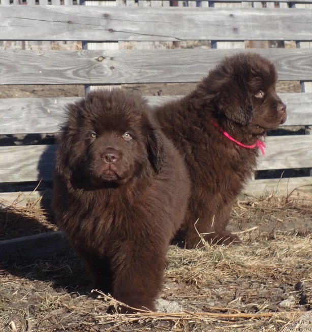 Фото: ньюфаундленд Ньюфорт Вивиан