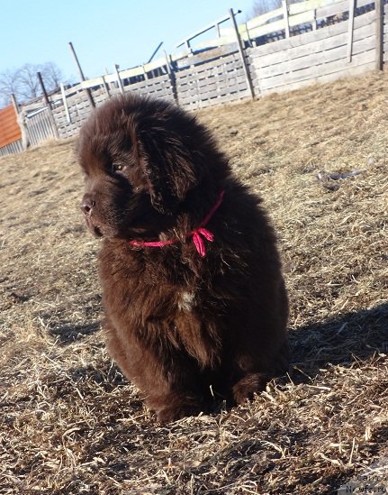 Фото: дочь, ньюфаундленд Ньюфорт Уитни Традиция Легенды