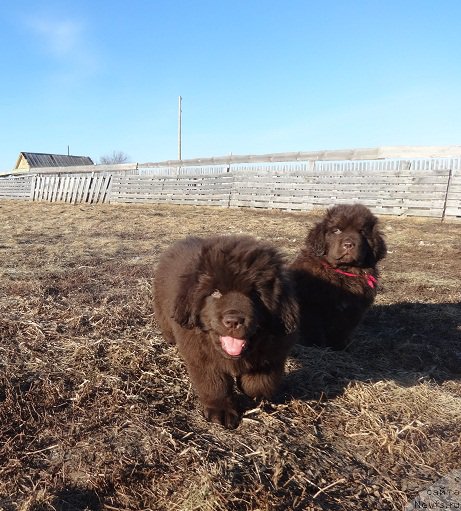 Фото: ньюфаундленд Ньюфорт Вивиан