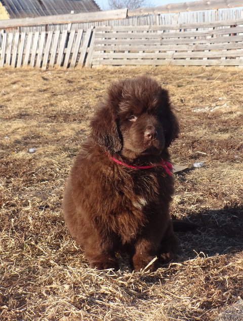 Фото: дочь, ньюфаундленд Ньюфорт Уитни Традиция Легенды